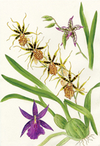 Medley of 3 Oncidiinae orchids